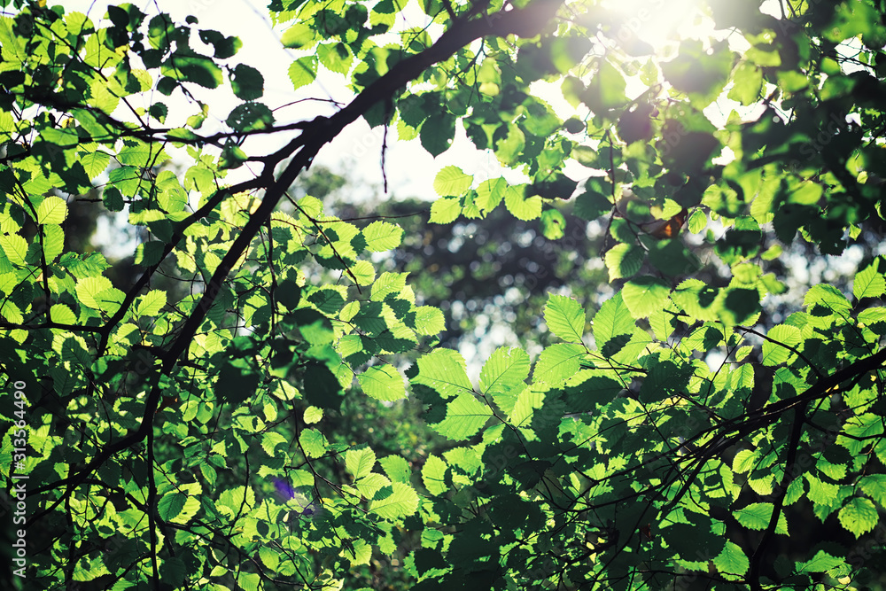 Fototapeta premium Bright spring greens at dawn in the forest. Nature comes to life in early spring.