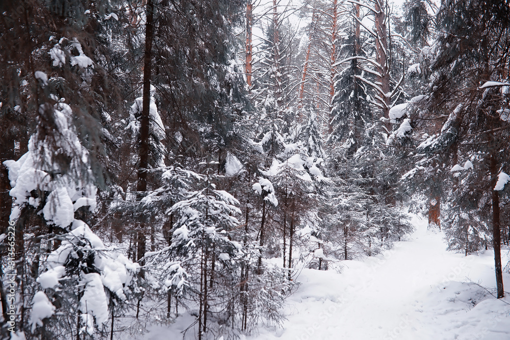 Fototapeta premium Winter forest landscape. Tall trees under snow cover. January frosty day in the park.