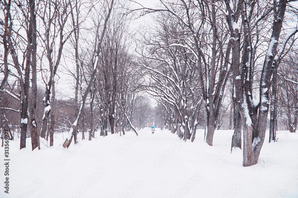 Fototapeta premium Winter forest landscape. Tall trees under snow cover. January frosty day in the park.