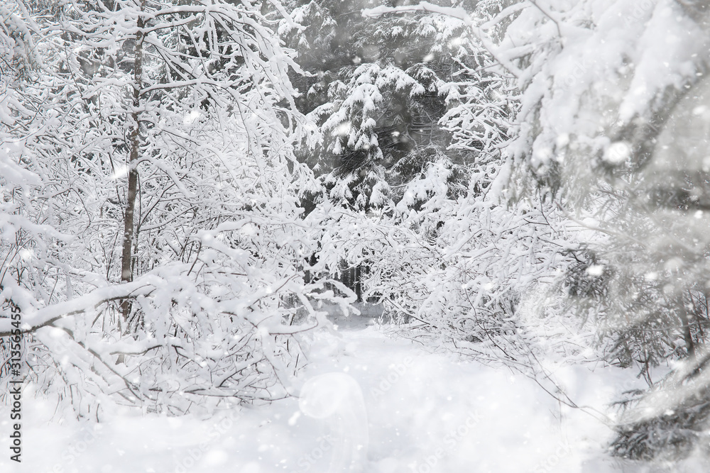 Winter landscape. Forest under the snow. Winter in the park. Winter landscape. Forest under the snow. Winter in the park.