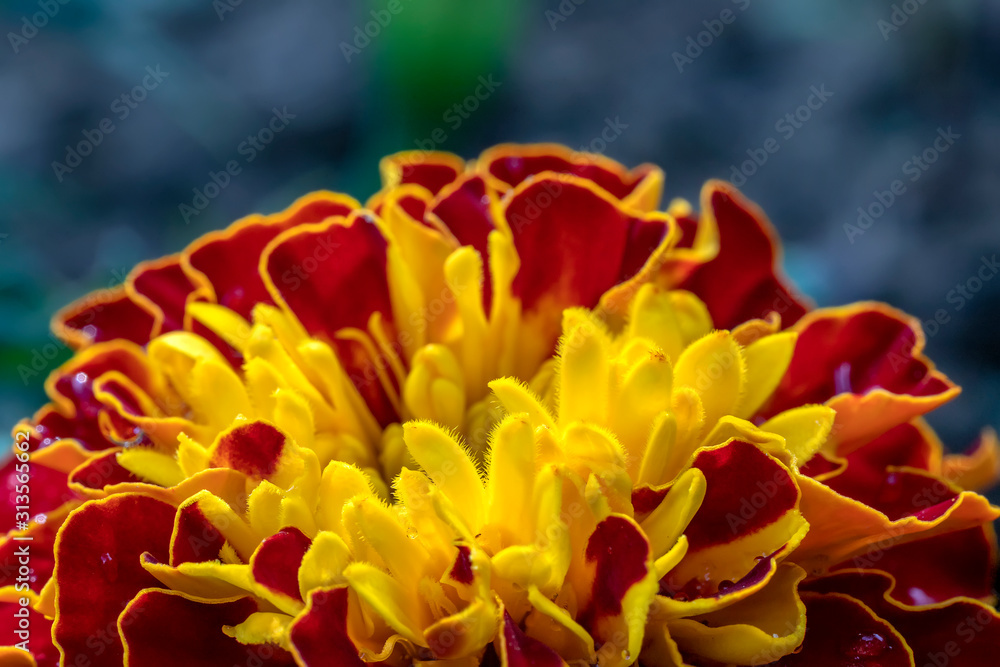 Close up of Amazing colorful Marigold flower or Tagetes erecta.