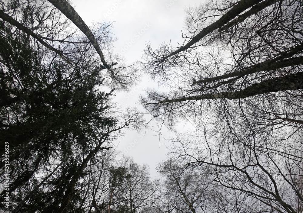 Gloomy black forest view of trees from below to the sky. Gloomy black forest view of trees from below to the sky.