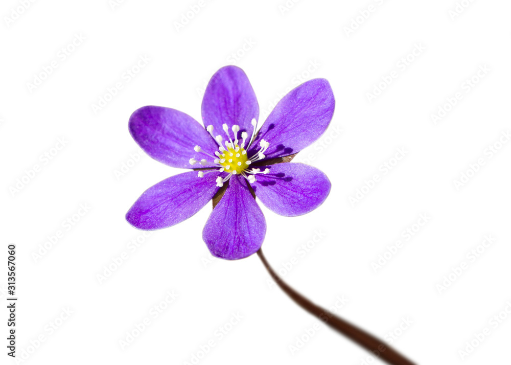 Fototapeta premium Forest flower blooms.