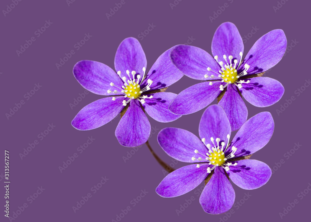 Obraz premium Forest flowers bloom.