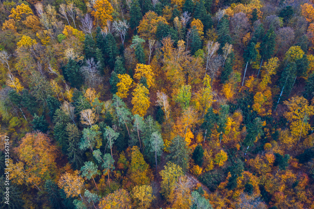 Aerial top down view of autumn forest with green and yellow trees ...
