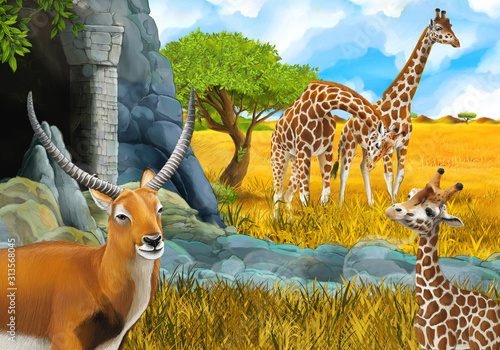 Fototapeta Naklejka Na Ścianę i Meble -  cartoon safari scene with giraffes on the meadow near some mountain illustration for children