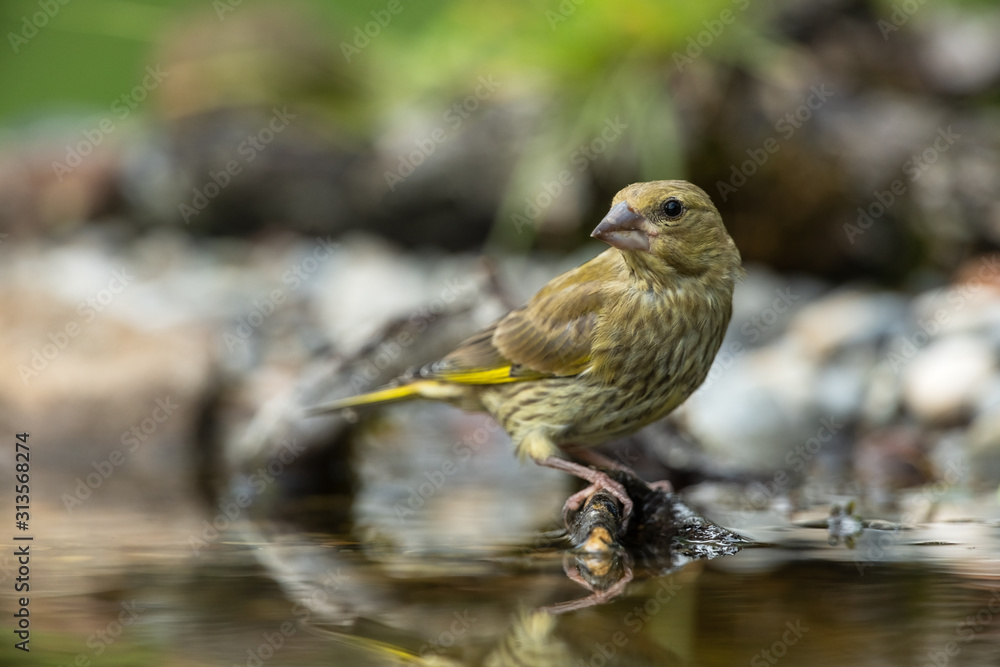 European greenfinch bathing in a puddle European greenfinch bathing in a puddle