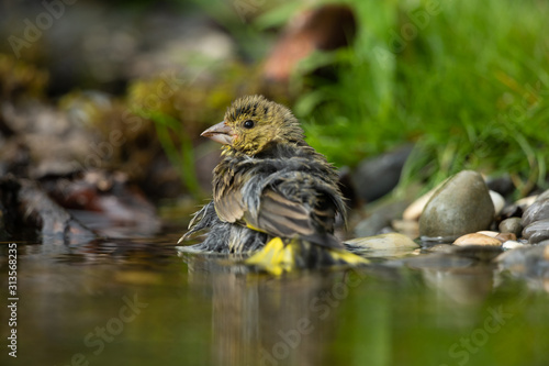 European greenfinch bathing in a puddle