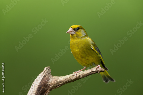 Foto European greenfinch sitting on a branch