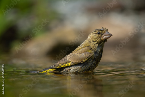 European greenfinch bathing in a puddle