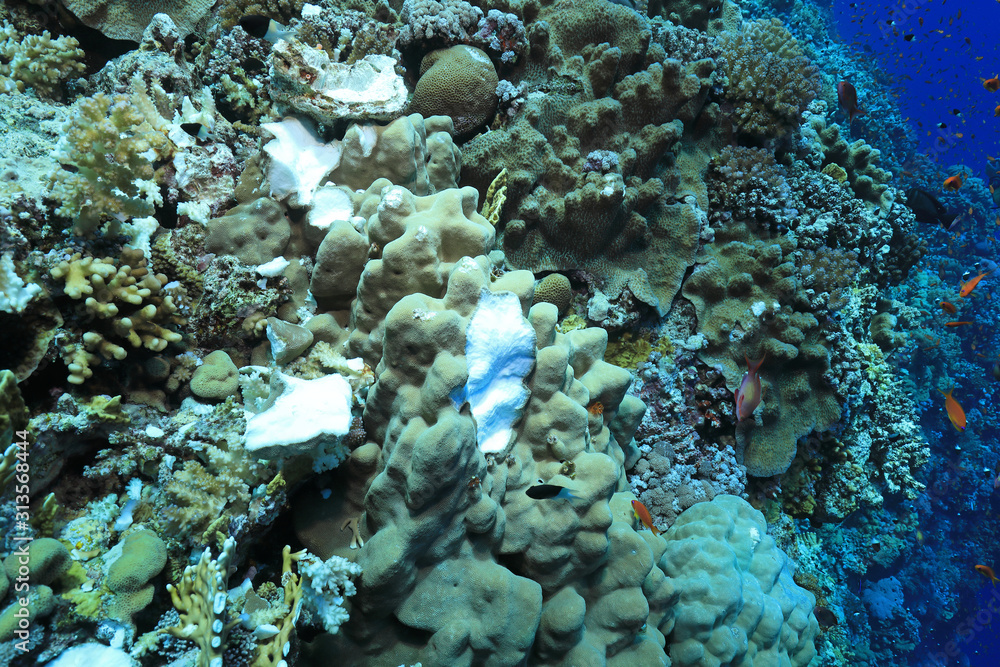 Fototapeta premium Ship anchor damaged corals
