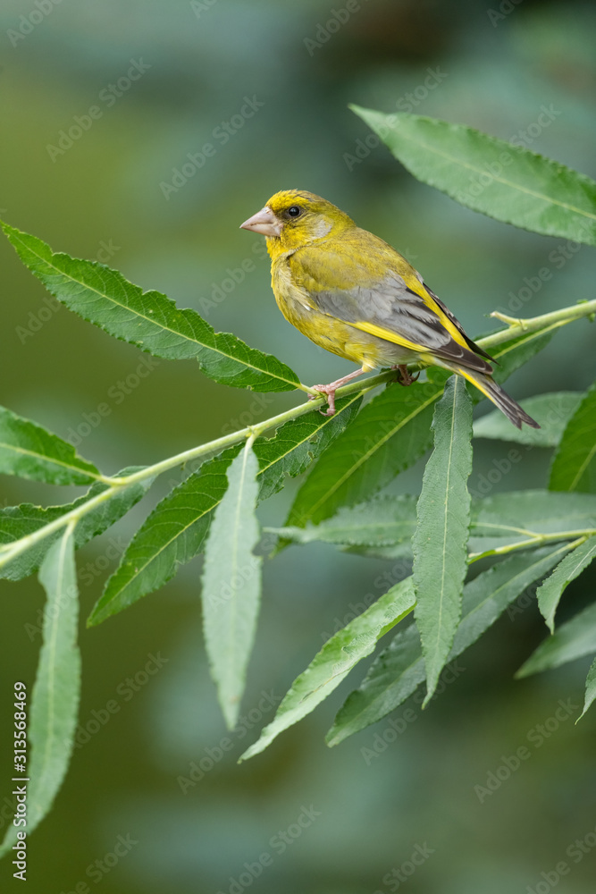 Obraz premium European greenfinch sitting on a branch