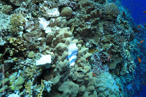 Ship anchor damaged corals