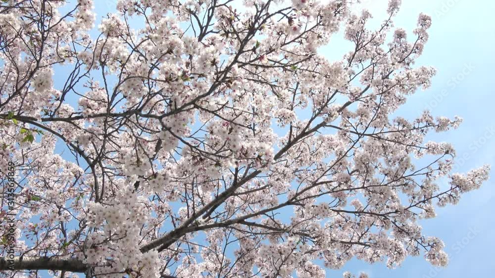 満開の桜、ソメイヨシノと青空 4K / Cherry blossoms, Sakura, Yoshino cherry, Cerasus yedoensis 満開の桜、ソメイヨシノと青空 4K / Cherry blossoms, Sakura, Yoshino cherry, Cerasus yedoensis