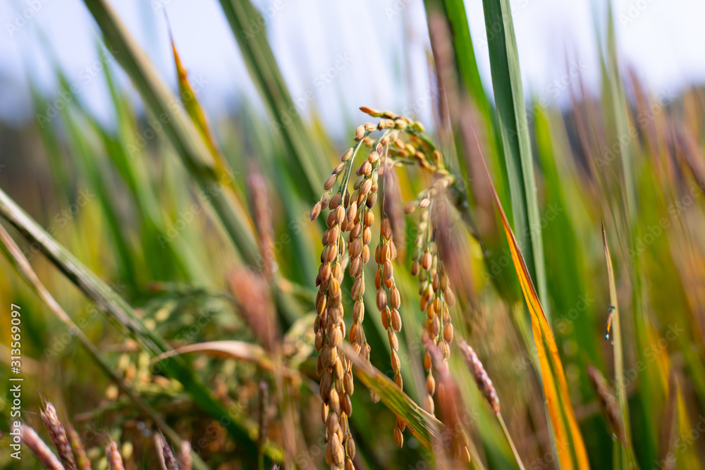Obraz premium Paddy rice crop, Green rice plant growing up in farm at morning, a time to harvest. slow motion. nature concept.