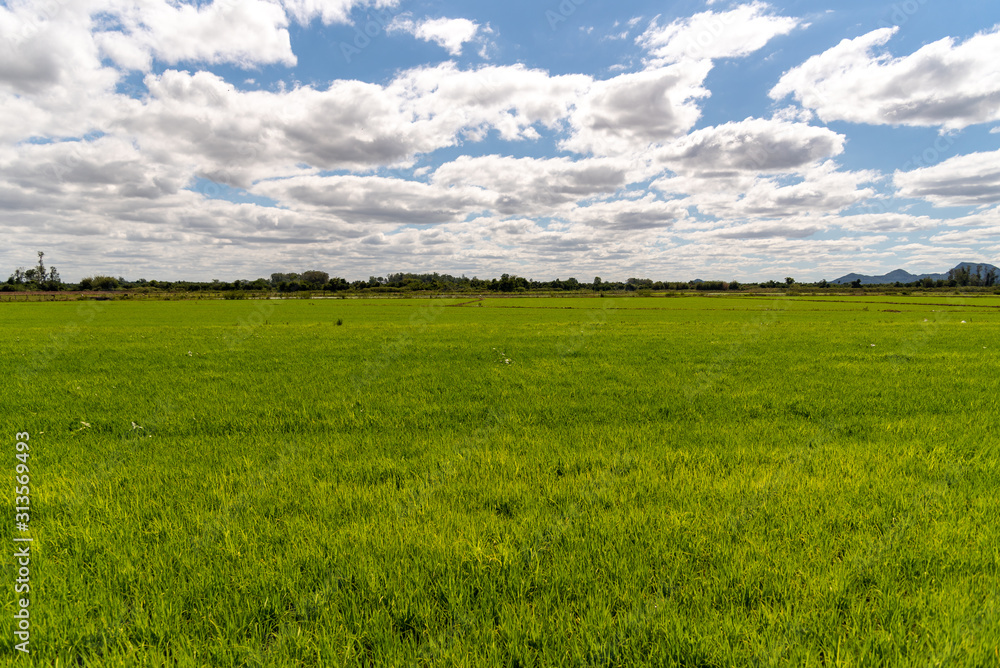 Irrigated Rice Plantation in Southern Brazil1 Irrigated Rice Plantation in Southern Brazil1