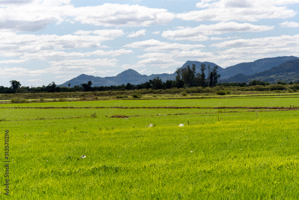 Irrigated Rice Plantation in Southern Brazil4