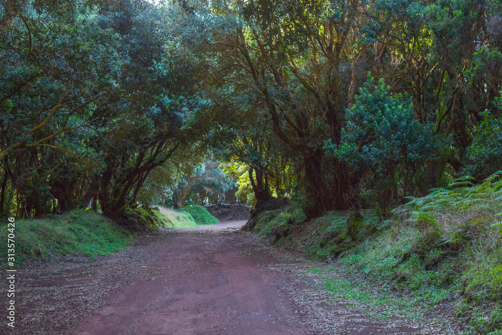 The road in the forest near Vigia das Baleias. Terceira, Azores. Portugal