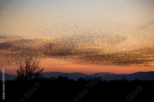 starlings photo