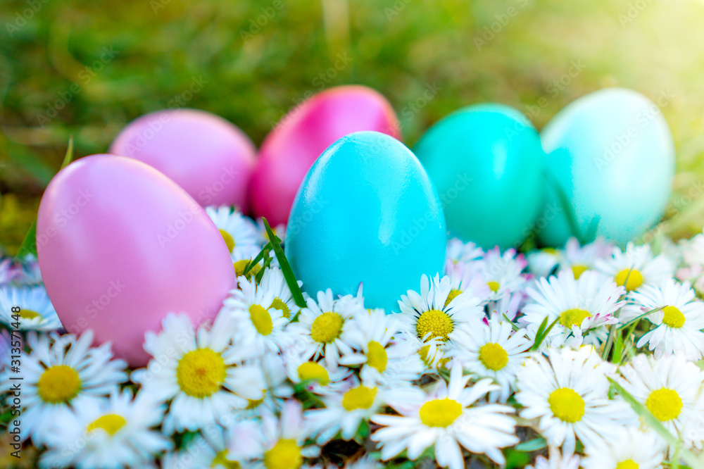 Easter eggs between a lot of common Daisy Bellis perennis flowers with sunshine Easter eggs between a lot of common Daisy Bellis perennis flowers with sunshine