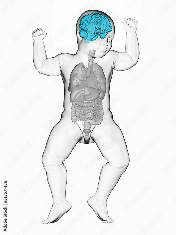 3d rendered medically accurate illustration of a babys brain 3d rendered medically accurate illustration of a babys brain