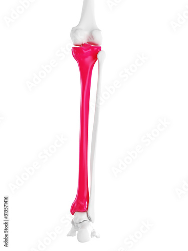 3d rendered medically accurate illustration of the tibia photo