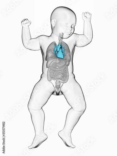 3d rendered medically accurate illustration of a babys heart