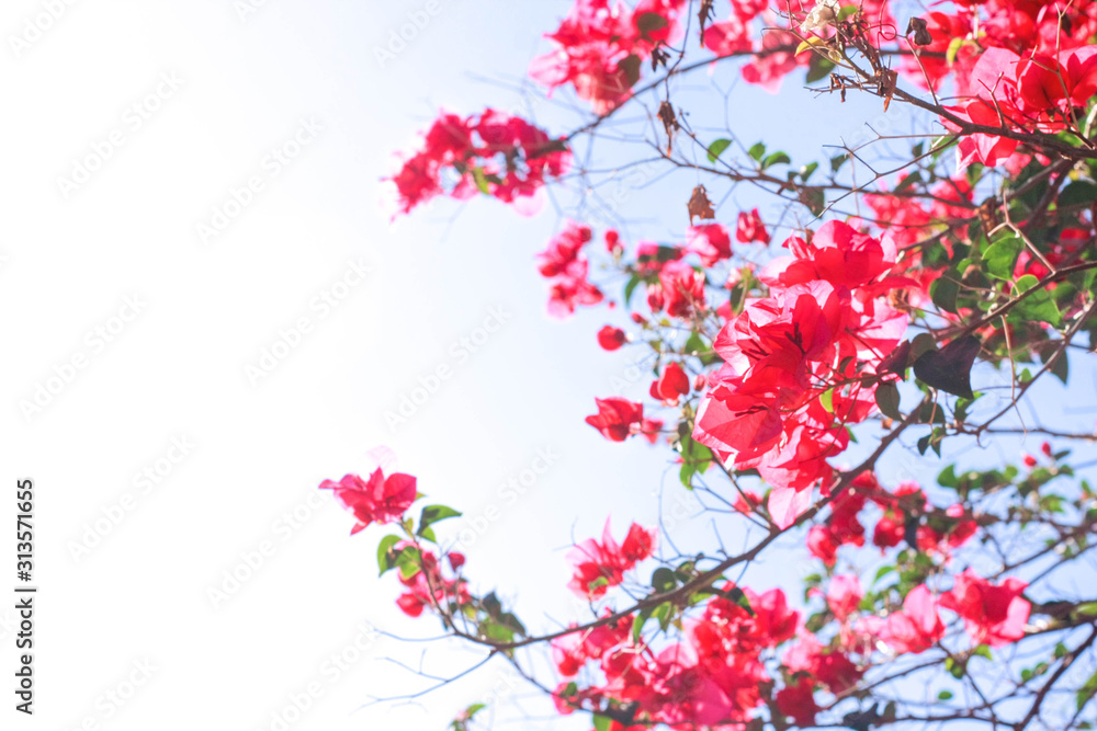 Fototapeta premium pink-red flowers on a white sky background