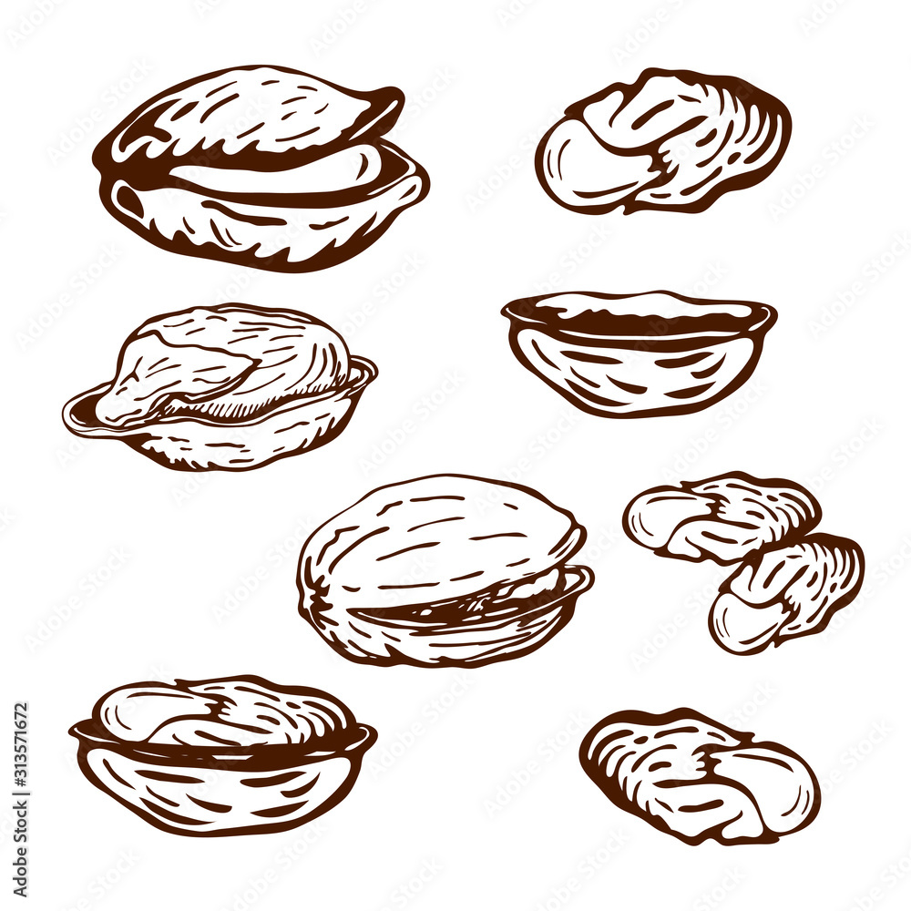 hand drawn pistachio nuts set isolated on white background. vector engraved nuts drawing, open pistachios and nutshell illustration in vintage style. healthy snack, beer appetizer.great for eco design hand drawn pistachio nuts set isolated on white background. vector engraved nuts drawing, open pistachios and nutshell illustration in vintage style. healthy snack, beer appetizer.great for eco design