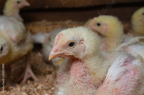 Indoor chicken farm, chicken feeding, broiler chicken feeding.