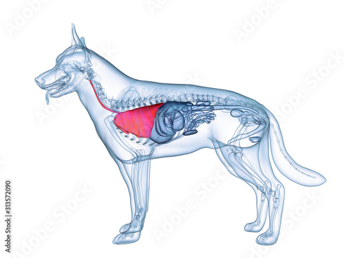 Photography 3d rendered medically accurate illustration of the dogs lung