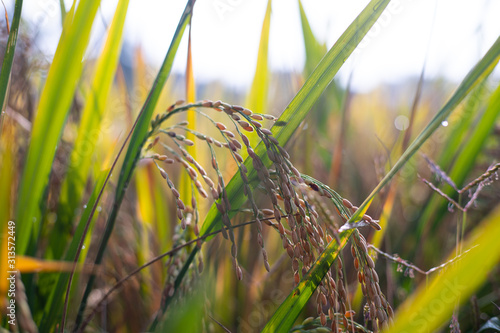 Paddy rice crop, Green rice plant growing up in farm at morning, a time to harvest. slow motion. nature concept.