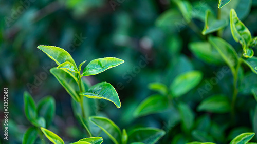 Tea leaves Fresh green In tea plantations in northern Thailand.