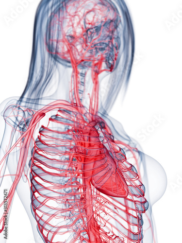 3d rendered medically accurate illustration of the vascular system of a healthy female