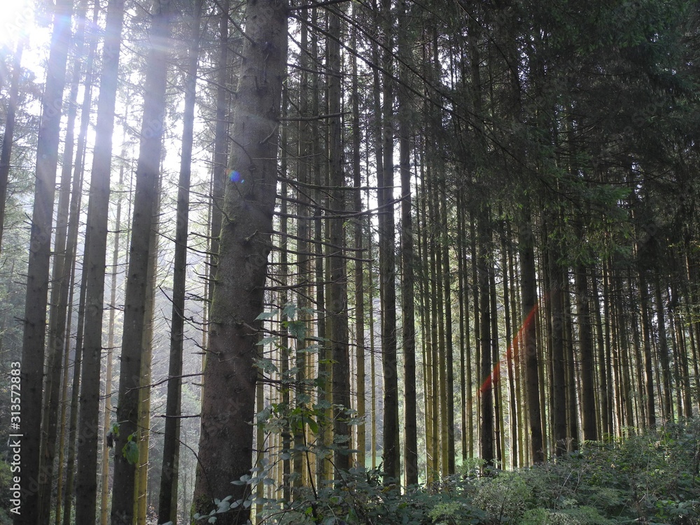 Naklejka premium Wald