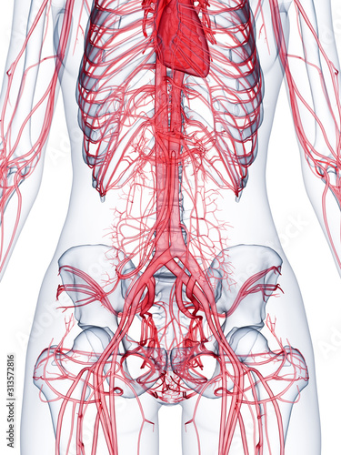 3d rendered medically accurate illustration of the vascular system of a healthy female photo