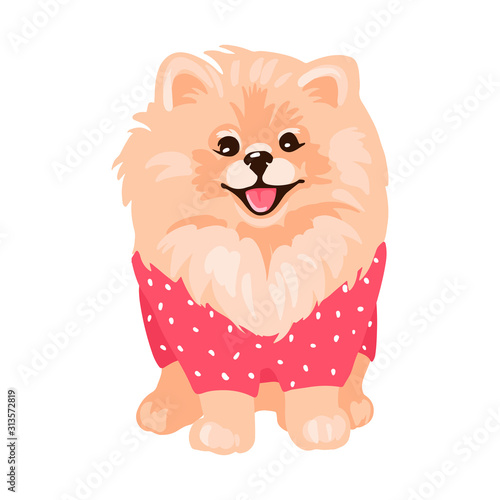 Pomeranian Spitz puppy isolated on white background.