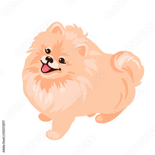 Pomeranian Spitz puppy isolated on white background.