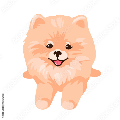 Pomeranian Spitz puppy isolated on white background.