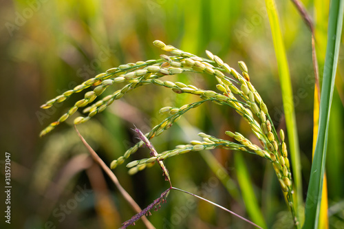Paddy rice crop, Green rice plant growing up in farm at morning, a time to harvest. slow motion. nature concept.