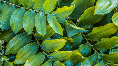 Green big leaves of bush as natural botanical summer pattern texture background