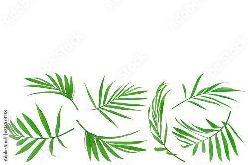 Green leaves of palm tree isolated on white background with copy space for your text. Clipping path