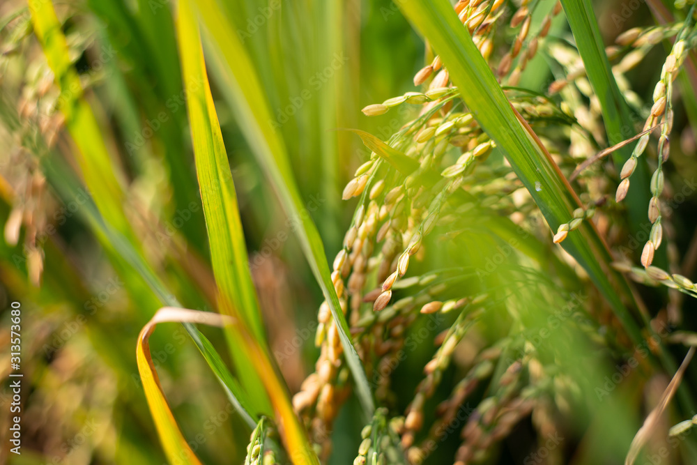 Paddy rice crop, Green rice plant growing up in farm at morning, a time to harvest. slow motion. nature concept. Paddy rice crop, Green rice plant growing up in farm at morning, a time to harvest. slow motion. nature concept.
