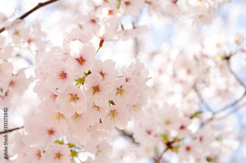 満開の桜 © aki