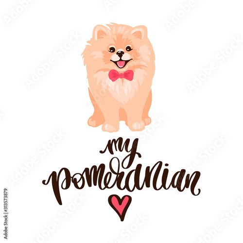 Pomeranian Spitz puppy isolated on white background.