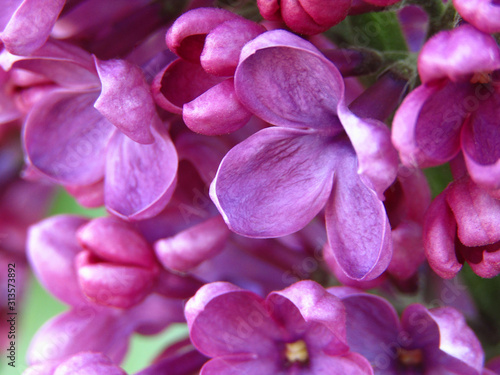 Lilac flowers. Close-up.
