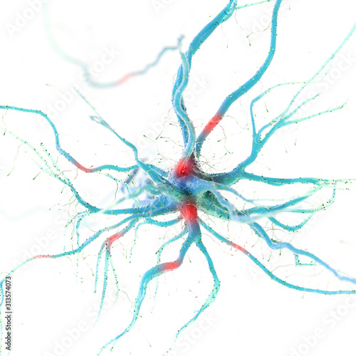 3d rendered illustration of a human nerve cell