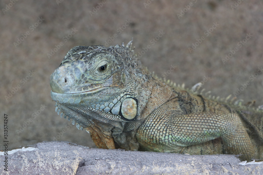 Iguana is sitting on a tree branch. Iguana is sitting on a tree branch.