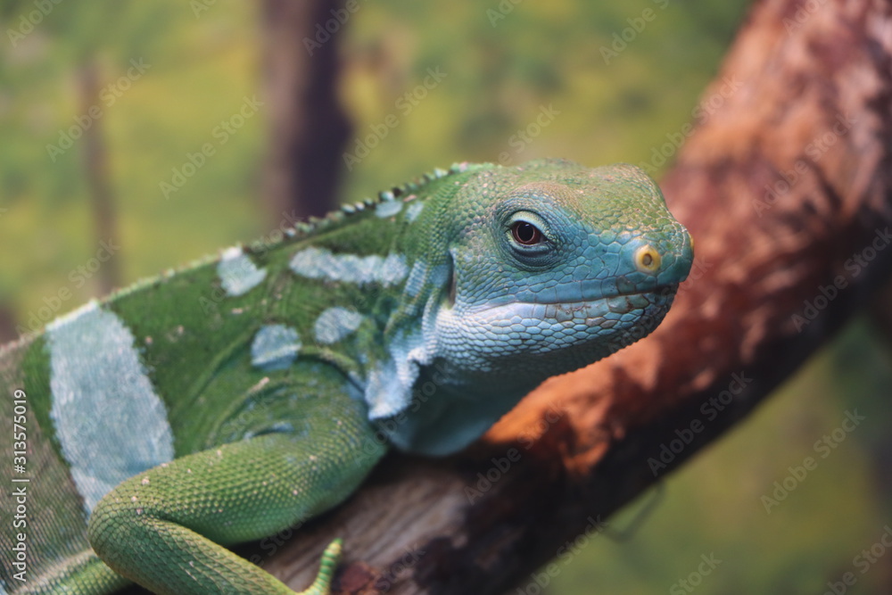 Fototapeta premium Iguana is sitting on a tree branch.