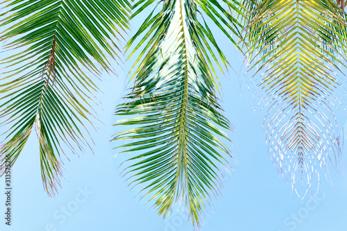 Beautiful nature green palm leaf on tropical beach. Summer vacation background. © Sergey